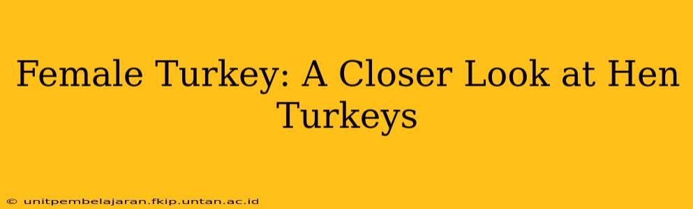 Female Turkey: A Closer Look at Hen Turkeys